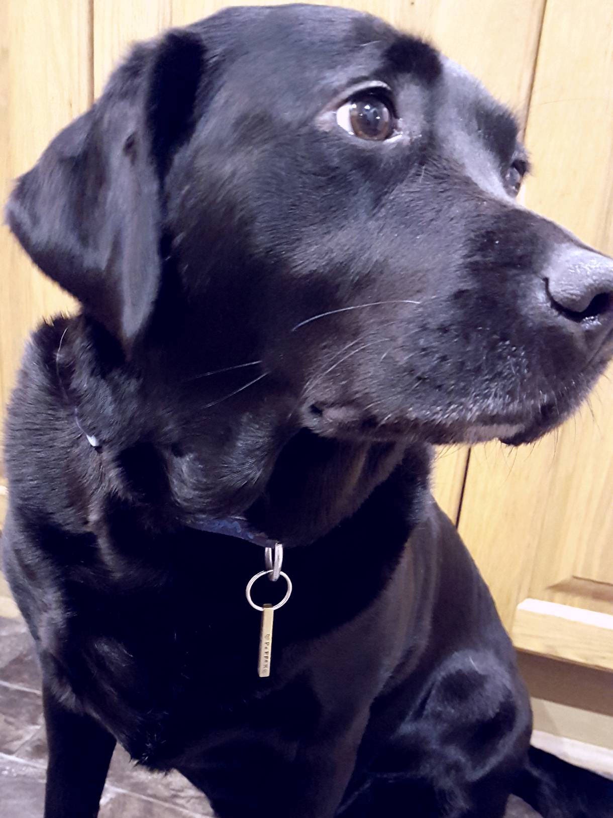 Oh SHIT I'm lost - funny naughty rude tag - raw brass bar pet dog ID tag #PoshTags Collar Christmas Gift Idea